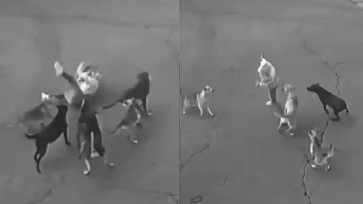 Mujer es atacada por una jauría de perros en EDOMEX; es rescatada por un automovilista | VIDEO