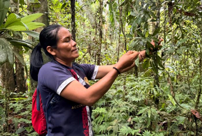 Mujeres amazónicas de Ecuador recolectan más de 250 mil semillas para restaurar la selva; priorizan frutales y medicinales