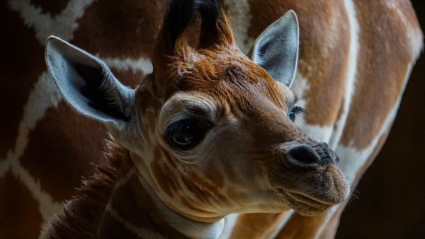 Nace una nueva jirafita en el Zoológico de Morelia