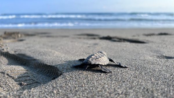 Nacen las primeras crías de tortuga marina tras el paso de los huracanes