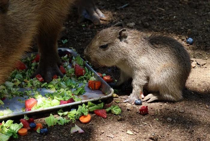 Nacimiento de capibara en Bioparque Estrella Monterrey
