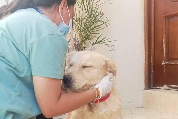 Niega IMPA Morelia que atención animal sea más cara que en sector privado