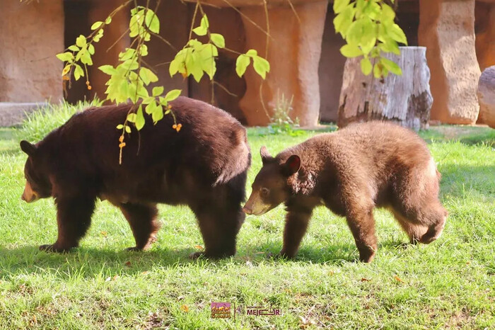 Niñas y niños entrarán gratis al zoo por Día de Reyes