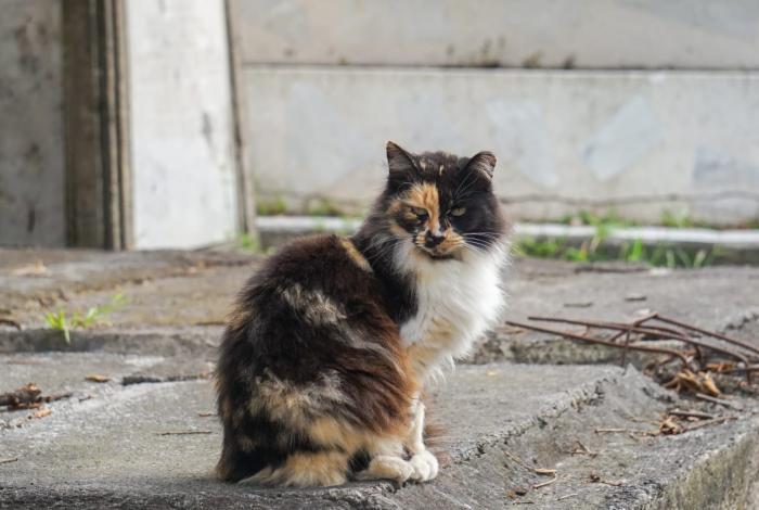 No descartan interés económico tras conflicto por colonia felina en Panteón Civil
