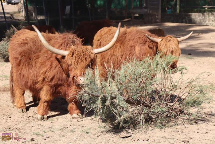 ¿No sabes qué hacer con tu arbolito natural? ¡Llévalo al Zoológico y recibe una entrada!