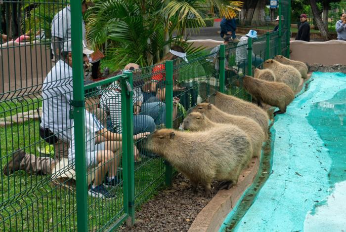 No te pierdas el Zoológico de Morelia este verano