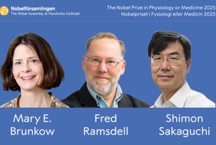 Nobel Medicina a Brunkow, Ramsdell y Sakaguchi por la tolerancia inmunológica periférica