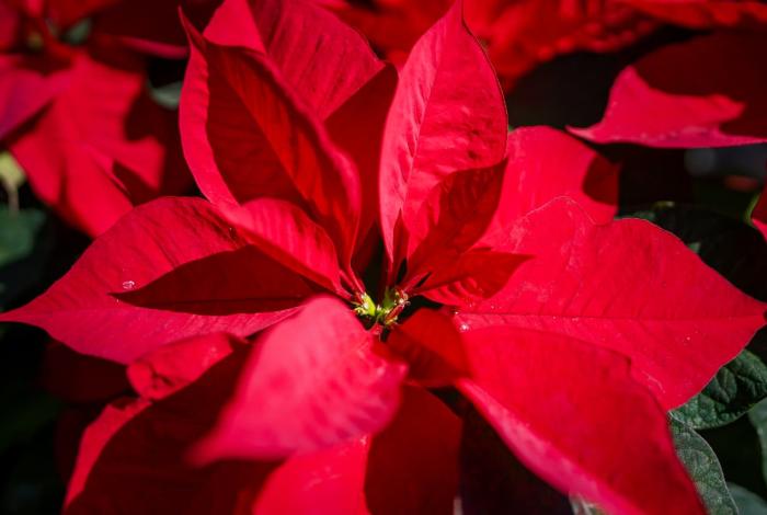 Nochebuena: símbolo mexicano de identidad, tradición y esperanza navideña