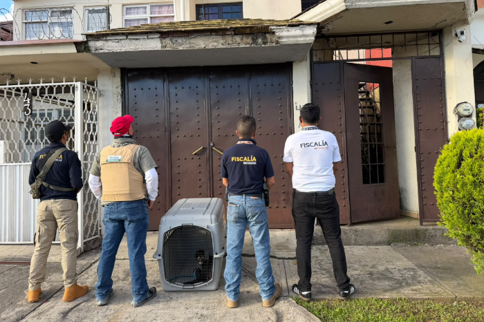 Otro caso más: Asegura Fiscalía General un mono araña en condiciones de cautiverio en Uruapan