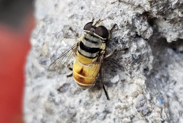 Parecen abejas, pero no lo son: la mosca zángano colorea el verano moreliano