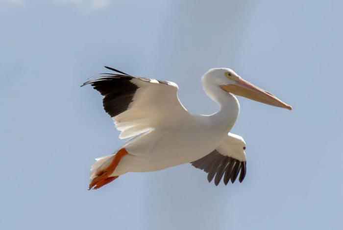 Pelícano borregón, el festival que disfruta Michoacán