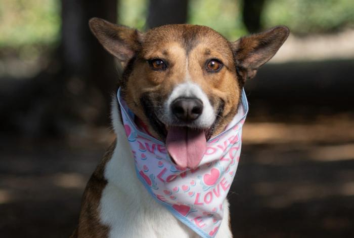 Perros de talla grande, los más despreciados por la sociedad