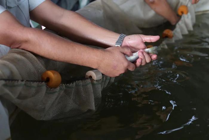 Pescado blanco de Pátzcuaro será protegido con Indicación Geográfica: ICTI