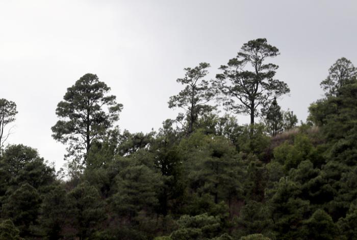 Pinos y acacias invaden los bosques mediterráneos y los ponen en peligro, según un estudio