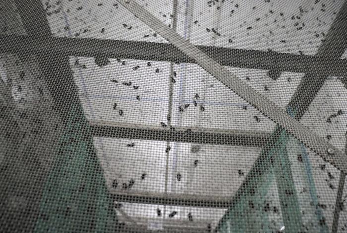 Planta de moscas estériles en Chiapas facilitará la reapertura de la frontera con EE.UU.