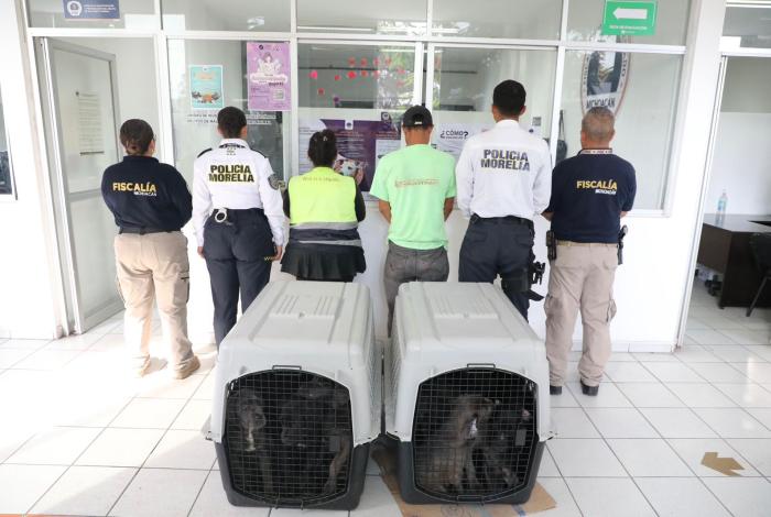 Policía Morelia detiene a dos personas por venta ilegal de cachorros en vía pública
