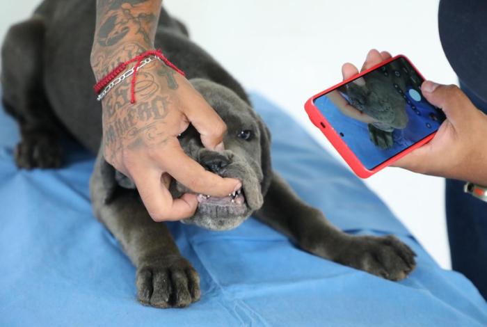 Policía Morelia detiene a dos por venta il3gal de cachorros en vía pública