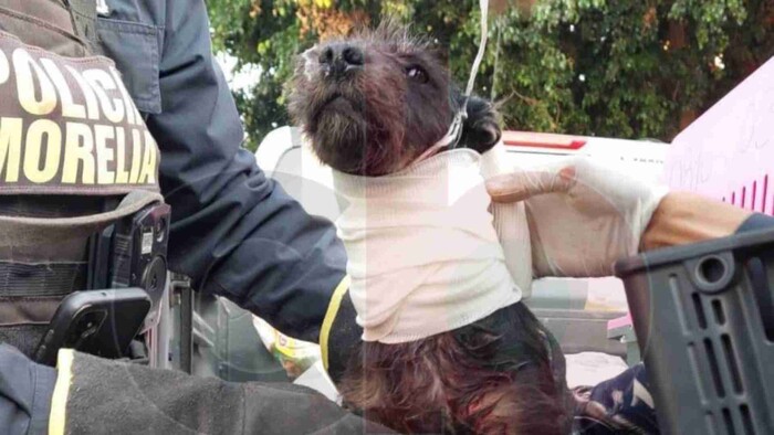  Policía Morelia pone a salvo a perrito herido por bala perdida en Morelia