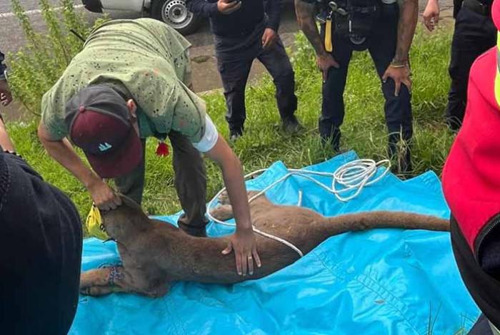 Policías y rescatistas hallan y capturan al puma que merodeaba en Pátzcuaro