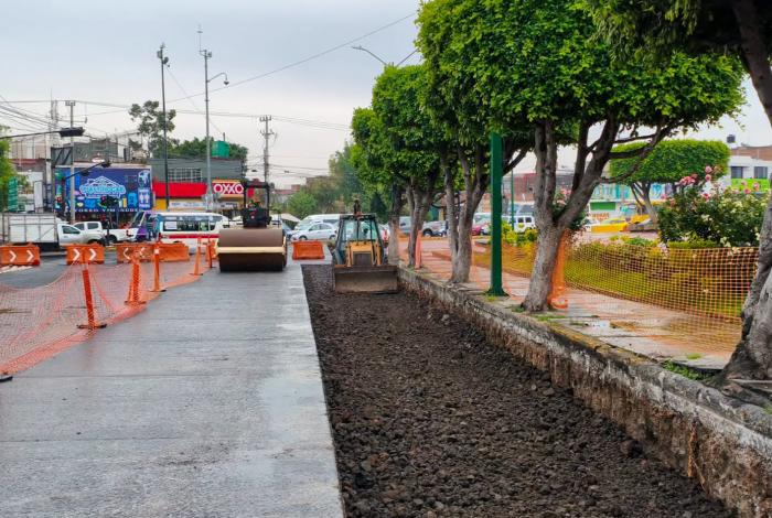 Por Morebús, se retiraran 613 árboles intraurbanos en Morelia