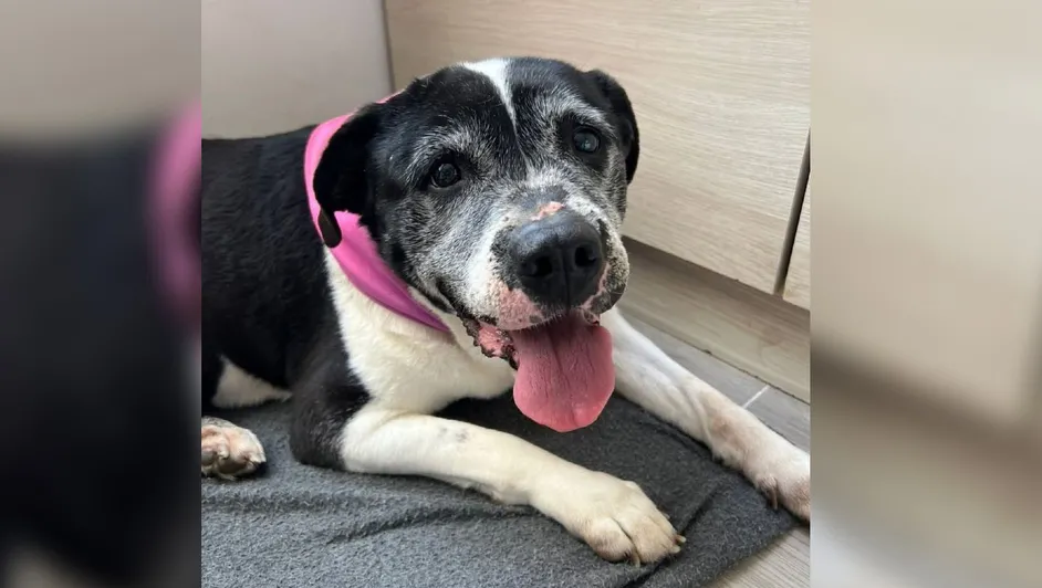 Por Navidad: Perrita de 14 años es adoptada en Colombia
