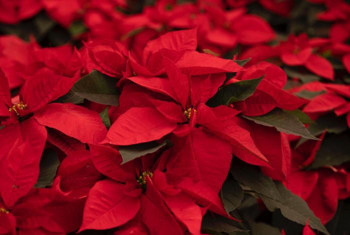 ¡Por si no sabías! Michoacán, segundo productor nacional de Nochebuena