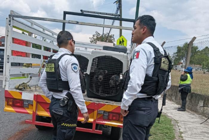 Por venta ilegal de cachorros en vía pública detienen a dos personas en Morelia