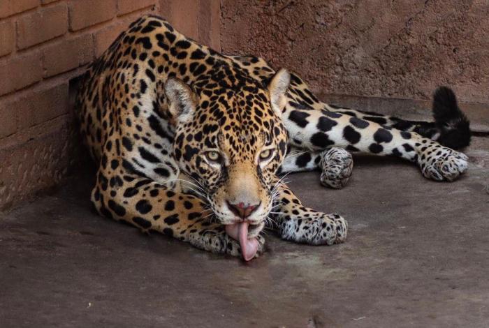 Prepara Michoacán estrategia para la preservación del jaguar