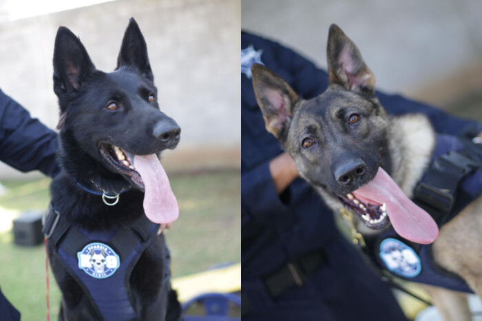 Presentan a Chantal y Billie, las nuevas agentes caninas de la Guardia Civil