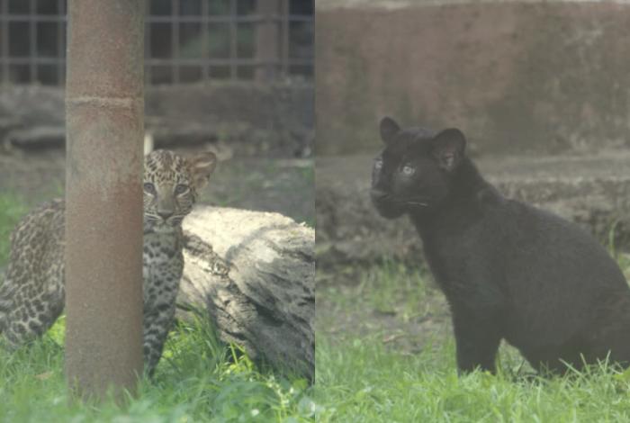 Presentan a dos crías de leopardo africano en el Zoo de Morelia; tenían 18 años sin reproducirse