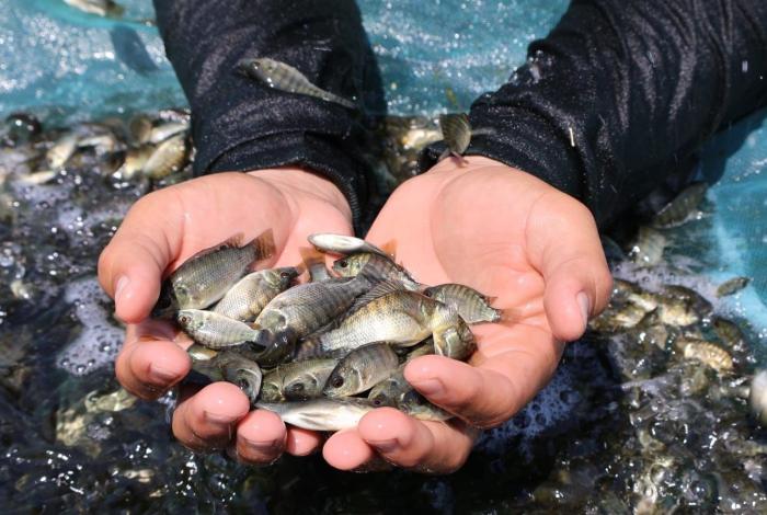 Producción de crías de tilapia en Michoacán alcanzará los 6 millones al cierre del año: Compesca
