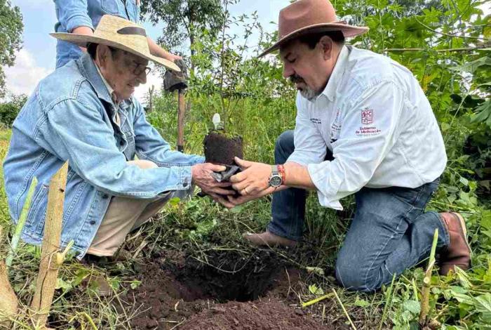 Producidos en vivero más de 400 árboles de zapote prieto para su preservación: Secma
