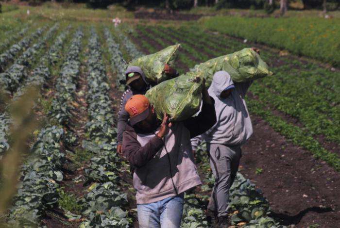 Productores alertan por crisis en el campo ante la revisión anual del T-MEC