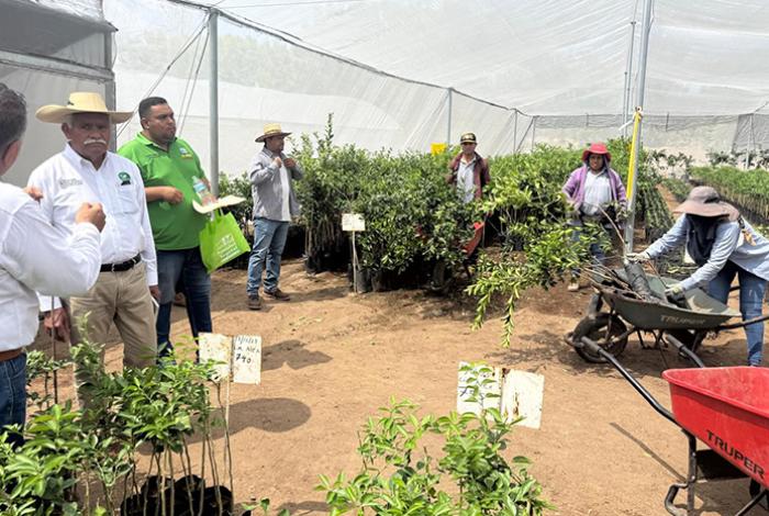 Productores de limón recibirán 150 mil plantas certificadas este año, informa Sader