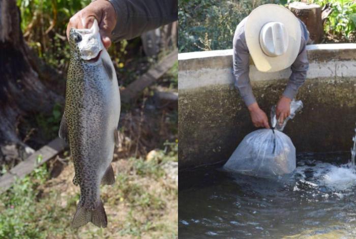Productores piscícolas se preparan para la cuaresma con apoyo del Gobierno de Morelia
