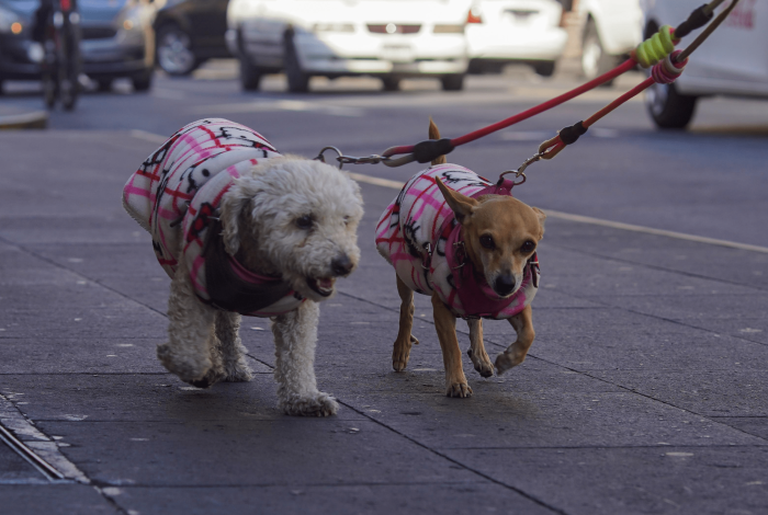 Proteger a los perros del frío no significa ponerles suéter