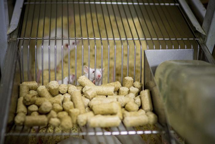 Prueban con éxito en ratones una inmunoterapia celular para tratar el alzhéimer