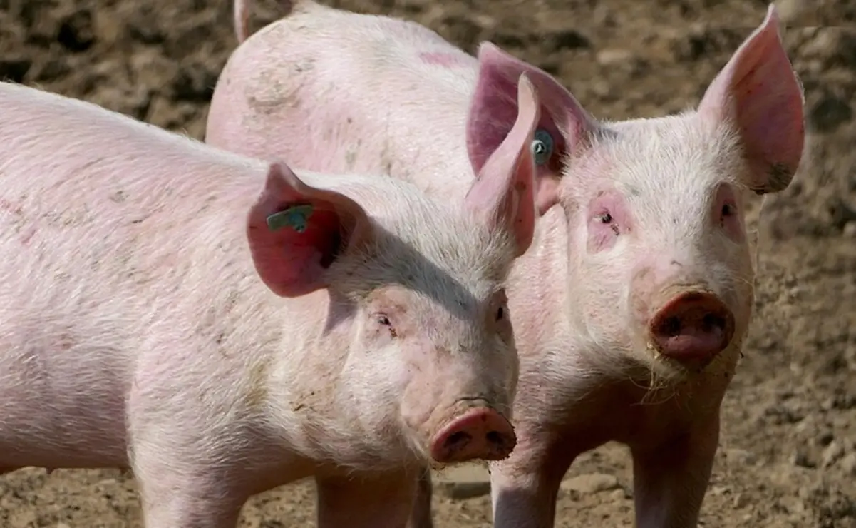 Puerquitos confinados son liberados en comunidad de Oaxaca