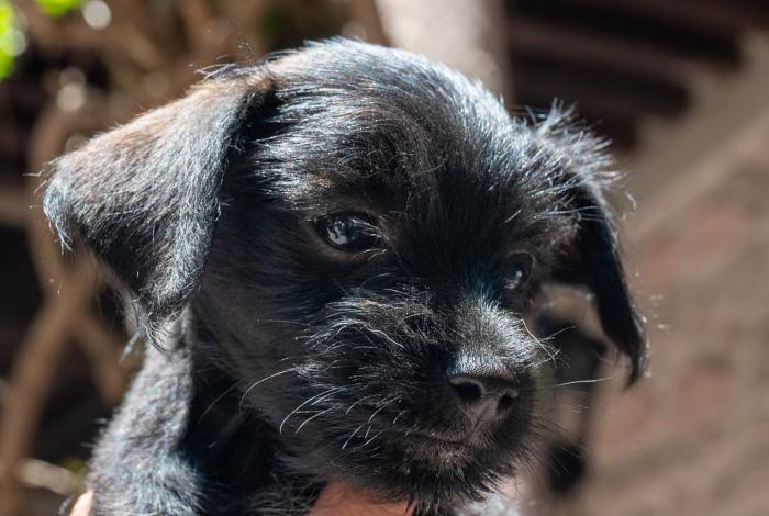 Pulgarcito, el cachorro enanito que hoy comienza una nueva vida