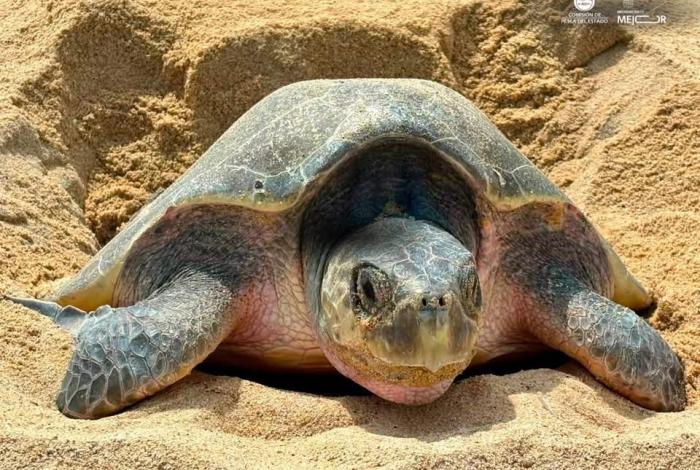 ¡Qué onda, chiqui! Llega a Michoacán la tortuga marina