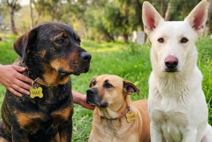  Quieren desterrar a La Pandillita, grupo de perros comunitarios invisibles a la ley