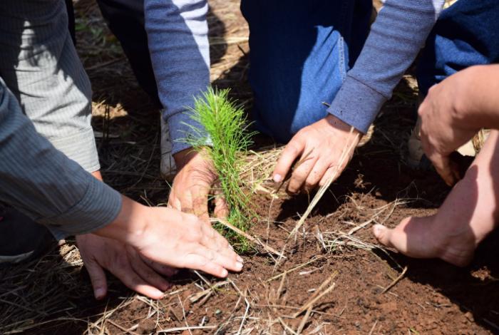 ¿Quieres reforestar tu calle o colonia? Cofom regala hasta 100 plantas en Morelia