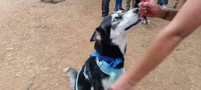 ¿Quieres una mascota? Acude a la Segunda Feria de la Adopción de Morelia