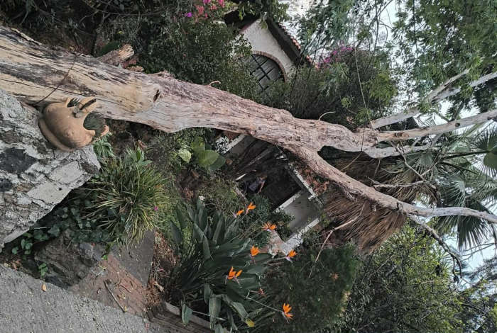 Rachas de viento provocan caída de cuatro árboles en Morelia