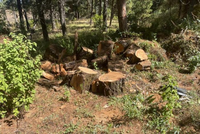 Ramiro intentó cambiar uso de suelo de un predio con vocación forestal