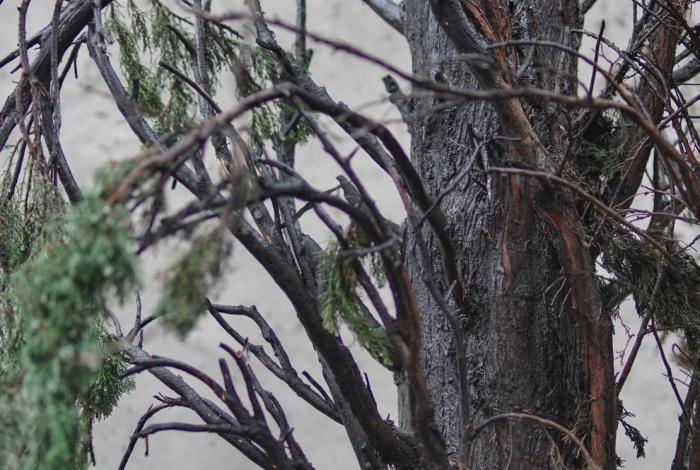 Rayo impacta árbol durante lluvia y granizo en Plaza Revolución