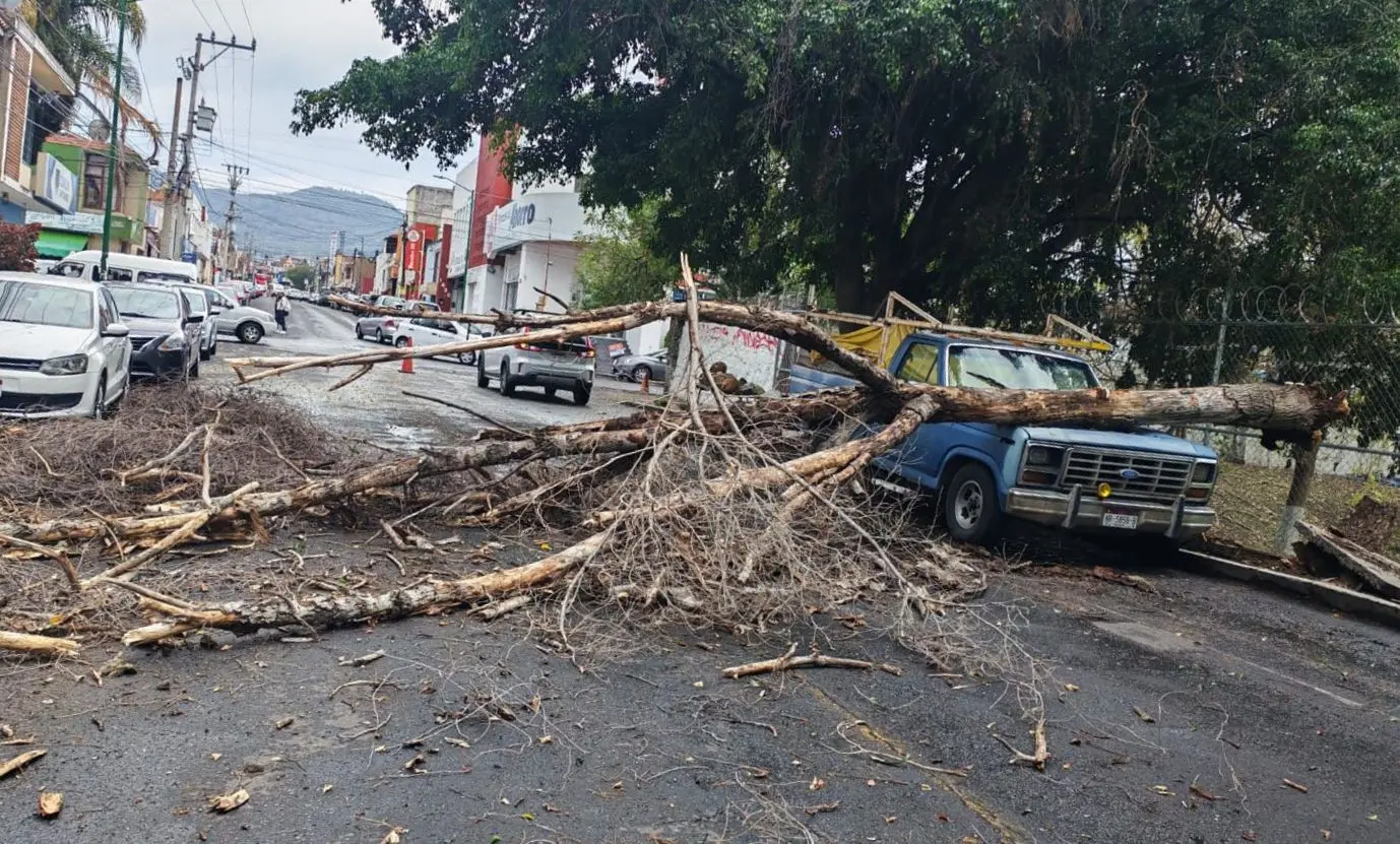 Árbol colapsa encima de una camioneta en Morelia
