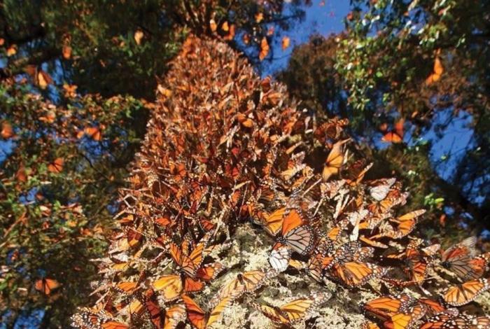 Recibe el 2026 rodeado de naturaleza en los santuarios de la Monarca