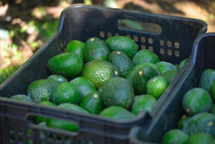 Recibe estado indicación geográfica Aguacate Franja Michoacán