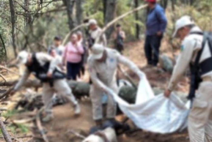 Recolectaba leña cuando fue aplastado por árbol gigante en Quiroga